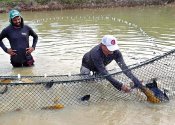 Criação de pescado em cativeiro tem potencial de crescimento