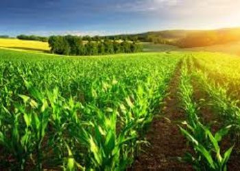 Produtores têm até segunda para aderir ao Refis Rural, fora da dívida ativa