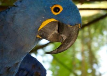 Museu lança campanha de financiamento coletivo para reformar recinto de aves vítimas de tráfico