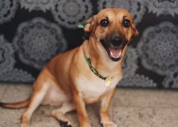 Veja como cuidar de seu pet na hora dos fogos de artifício