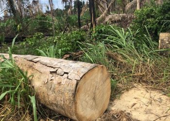 MPF recomenda que Ibama siga combatendo invasores na terra indígena mais desmatada do Brasil
