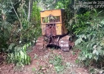 Ibama flagra extração ilegal em Terra Indígena Arara do Laranjal, no Pará
