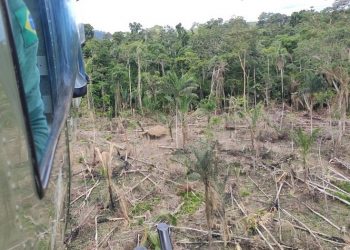 Ibama flagra 76 hectares de desmatamento ilegal na Terra Indígena Koatinemo, no sudoeste do PA