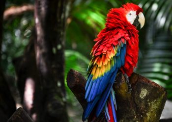 Faltando R$ 11 mil para alcançar meta, campanha do Museu Emílio Goeldi para arrecadar fundos termina na segunda, 3