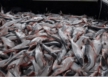 Mais de 10 toneladas de peixes apreendidos pela Semma são doados em bairros de Óbidos