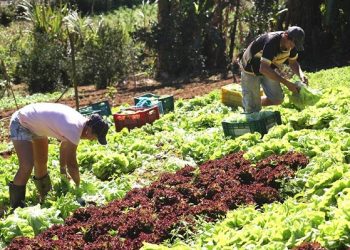 MP recomenda uso de produtos da agricultura familiar em merenda escolar