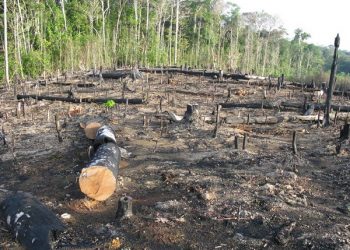 Moro manda Força Nacional para atuar no combate ao desmatamento no Pará