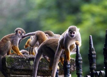 Morte de macacos em Santarém acende alerta para febre amarela