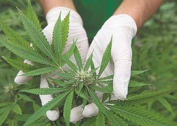 Comercialização de produtos derivados da cannabis entra em vigor