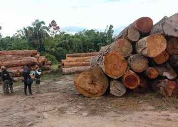 Porto no Pará exportou milhares de carregamentos não autorizados de madeira