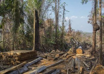 Fazendeiros são condenados a pagar R$ 6,8 milhões por desmatamento ilegal de floresta amazônica