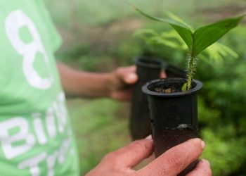 Sedap garante transporte de 30 mil mudas de citrus para mais de 700 produtores
