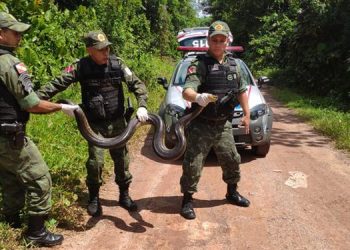 Batalhão de Polícia Ambiental já resgatou 566 animais
