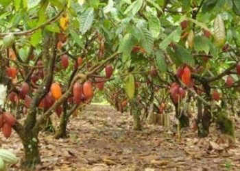 Mesmo em meio à crise, cooperativa de pequenos produtores de cacau do Pará lançam campanha de páscoa