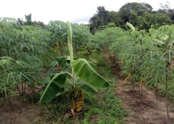 Decreto isenta o ICMS no transporte de calcário e beneficia os agricultores e o agronegócio