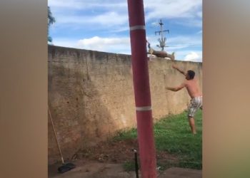 Polícia identifica homem que jogou cachorro por cima de muro em Placas, no Pará