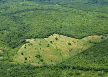 MPF confirma a legalidade da fiscalização do Ibama na Terra Indígena Cachoeira Seca