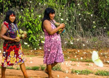 Covid-19 já atinge quase um terço das etnias indígenas, diz comitê