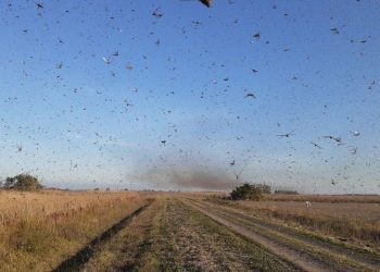 Nuvem de gafanhotos: governo declara emergência fitossanitária