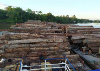 Mais de mil toras de madeira são apreendidas na foz do Rio Tocantins