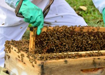 Inscrições abertas para workshop online sobre criação de abelhas; saiba como participar