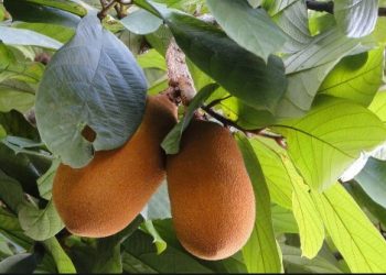 Protocolo de Nagoya vai beneficiar a cadeia o extrativismo na Amazônia