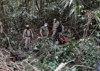 Polícia prende responsável por desmatar área equivalente a 1,6 mil campos de futebol em Novo Progresso, no PA.