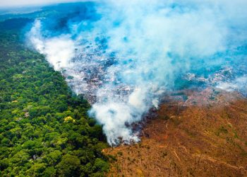 MPPA firma ações estratégicas no combate ao desmatamento na Amazônia