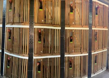 Durante busca e apreensão, Polícia Civil encontra 46 galos usados em rinhas em Santarém