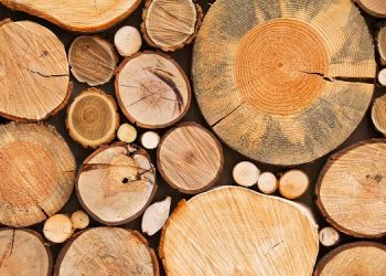 Jacundá: Promotoria denuncia quatro envolvidos em desvio de carga de madeira