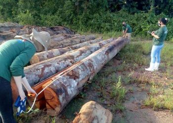 Semas realiza apreensão de 2.164,933 m³ de madeira e considera a maior do ano