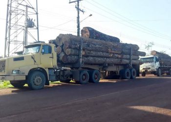Companhia de Policiamento Ambiental apreende madeira clandestina em Santarém
