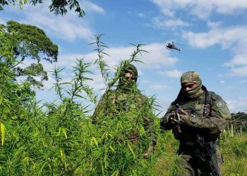Dez mil pés de maconha são destruídos durante Operação Colheita Maldita em Terra Alta
