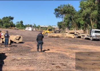 Operação Rebote constata extração e armazenamento ilegal de madeira em Prainha, no Pará