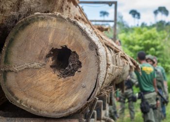 Justiça condena infrator à indenização de R$ 1 milhão por dano ambiental em Altamira