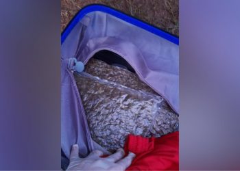 PRF apreende cerca de 2,5kg de ‘Skunk’ durante abordagem de ônibus na BR-163, em Santarém