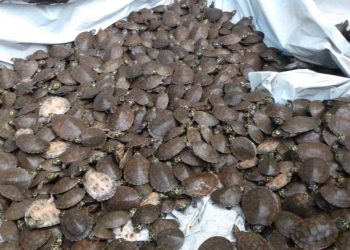 Cerca de 10 mil de Tartarugas-da-Amazônia são soltas no lago Curumum, em Alenquer