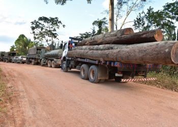 Quase 80 toras de madeira ilegal são apreendidas em Uruará, no Pará