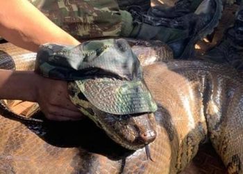 Sucuri gigante é encontrada pelo Exército em Altamira
