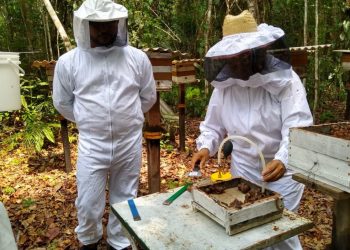 Centro de Estudos busca consultoria especializada para fortalecer manejo de abelhas no oeste do Pará