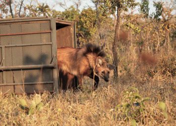 Escolhido para cédula de R$ 200, lobo-guará sofre ameaça de extinção