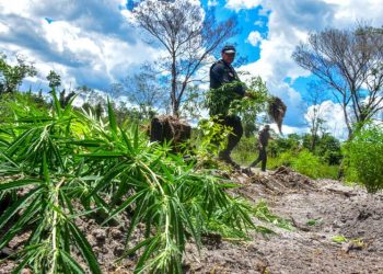 Polícia Civil destrói mais de 200 t de maconha durante operação Colheita Maldita II
