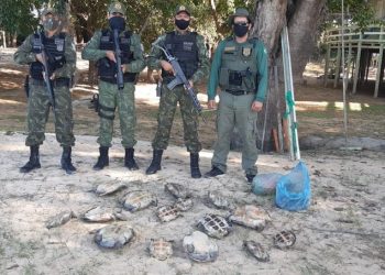 Tartarugas-da-Amazônia são resgatadas durante operação ambiental em Aveiro, no Pará