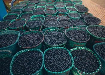 Consumo diário do açaí cresceu quase 90% no Brasil inteiro em uma década