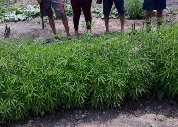 Plantação com quase mil pés de maconha é apreendida em Tailândia