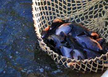 Bolsonaro descarta fim do programa seguro-defeso