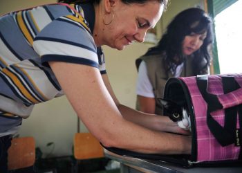 Senado aprova aumento de pena para agressores de cães e gatos