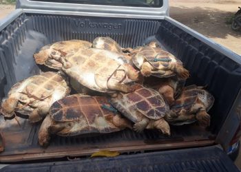 Polícia apreende 12 tartarugas e homem que comercializava os quelônios de forma ilegal em Senador José Porfírio.