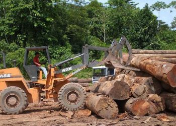 Ibama atualiza sistema digital antifraude para controle da madeira