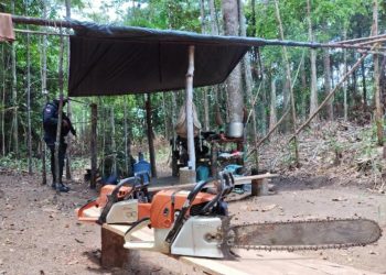 Dois homens são presos por desmatamento dentro da unidade de conservação Flota Paru, no PA